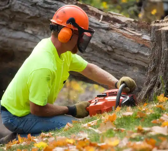 tree services St. Marys